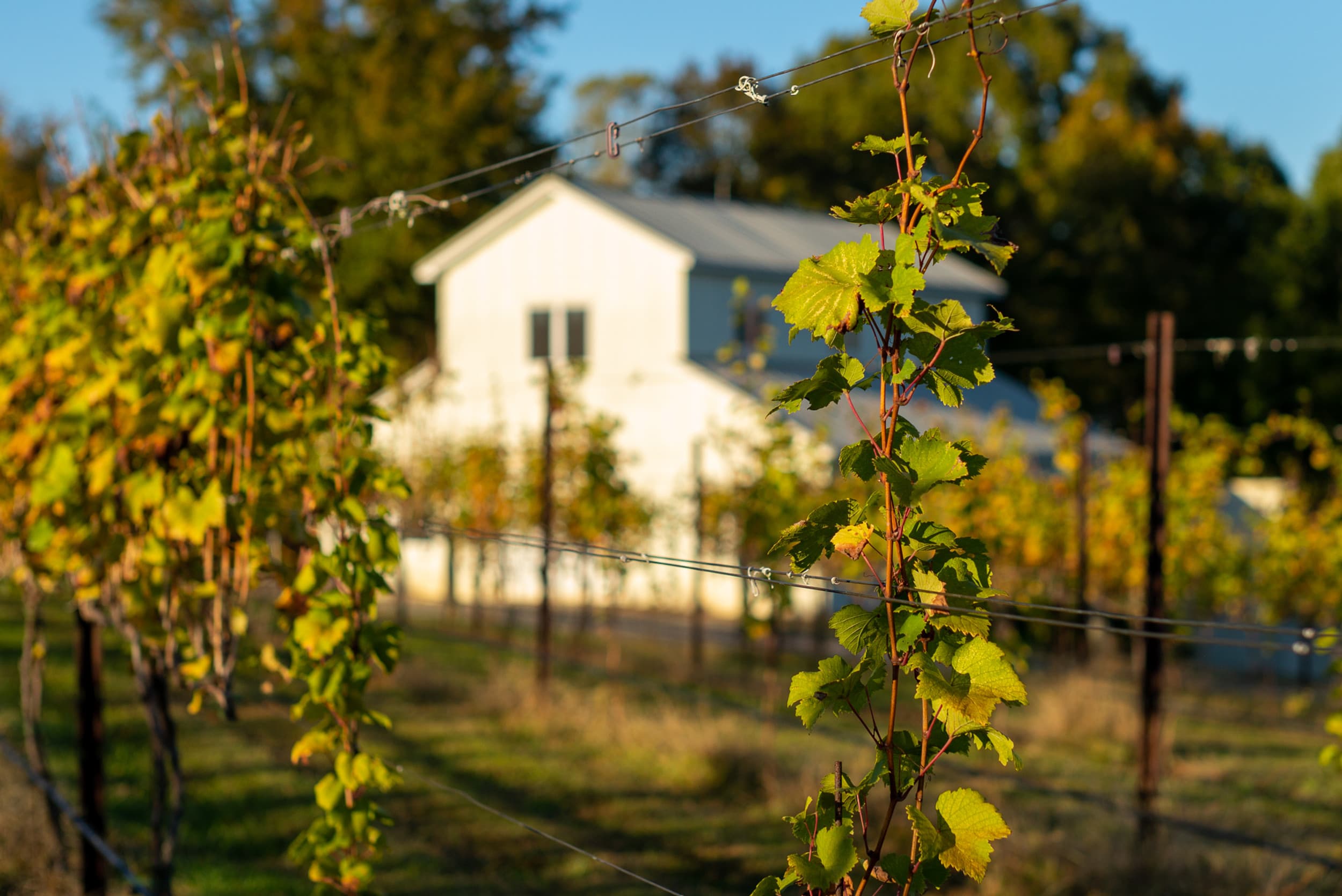 Vineyard rows with grapevines and building in background