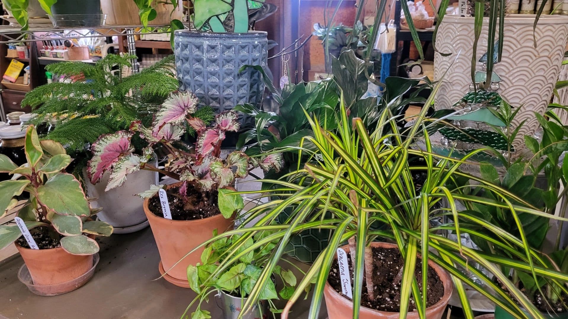 Assorted potted plants and greenery inside garden center