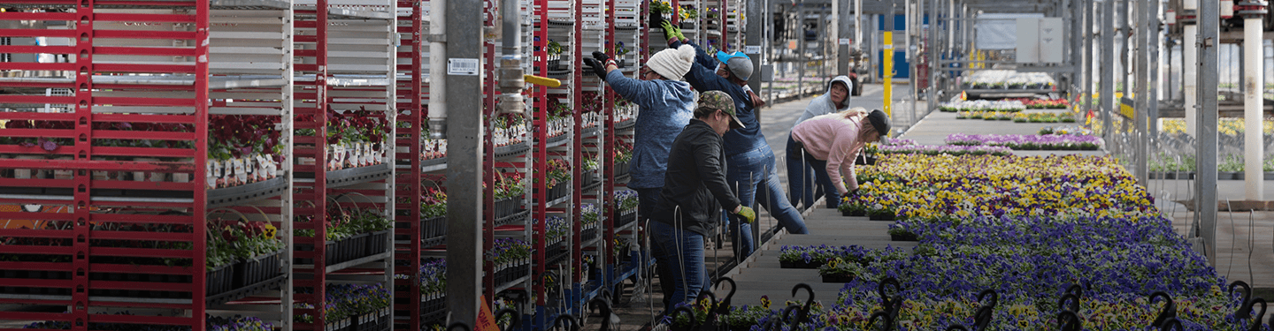 Workers tending rows of flowers in greenhouse