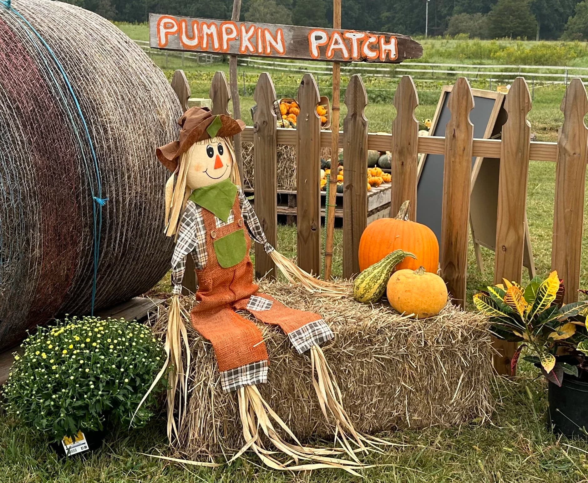 Pumpkin Patch sign with hay bale and pumpkins