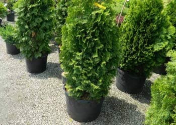 Potted arborvitae shrubs at nursery