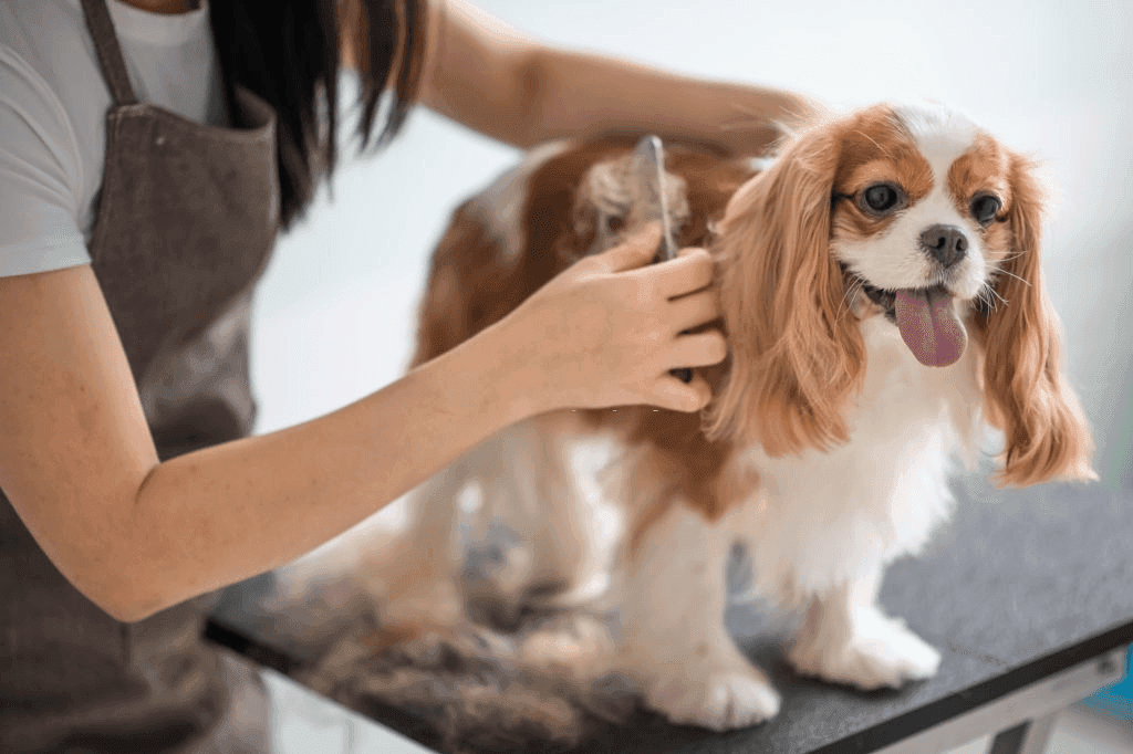 Groomer bathing and styling small spaniel dog