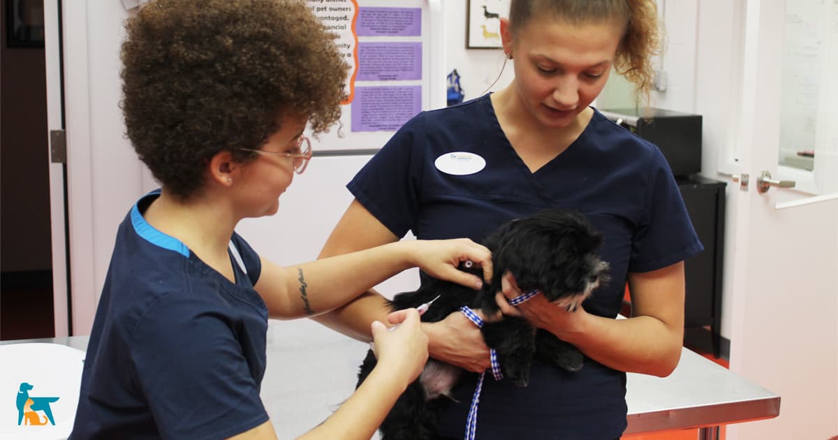 Veterinary staff examining small black dog