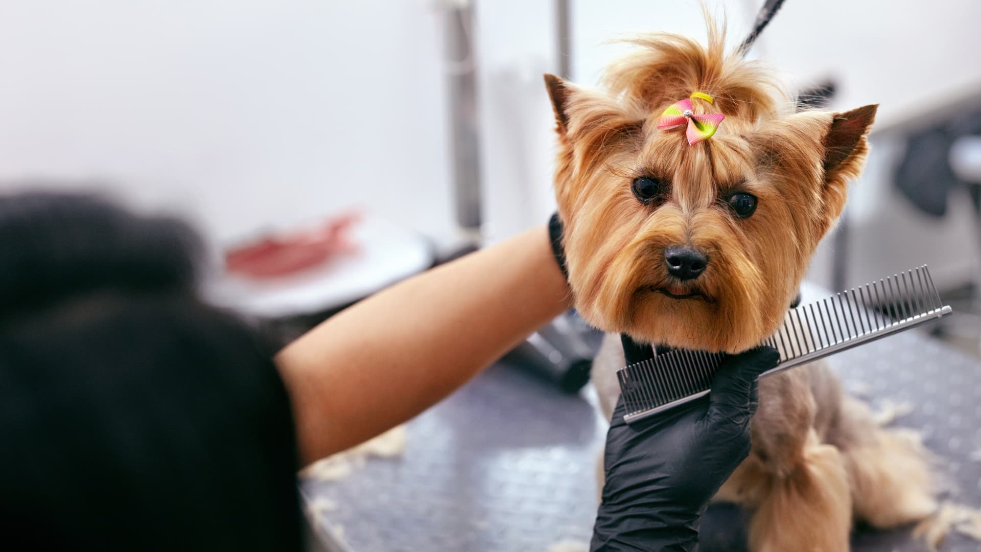 Dog grooming in progress with styling