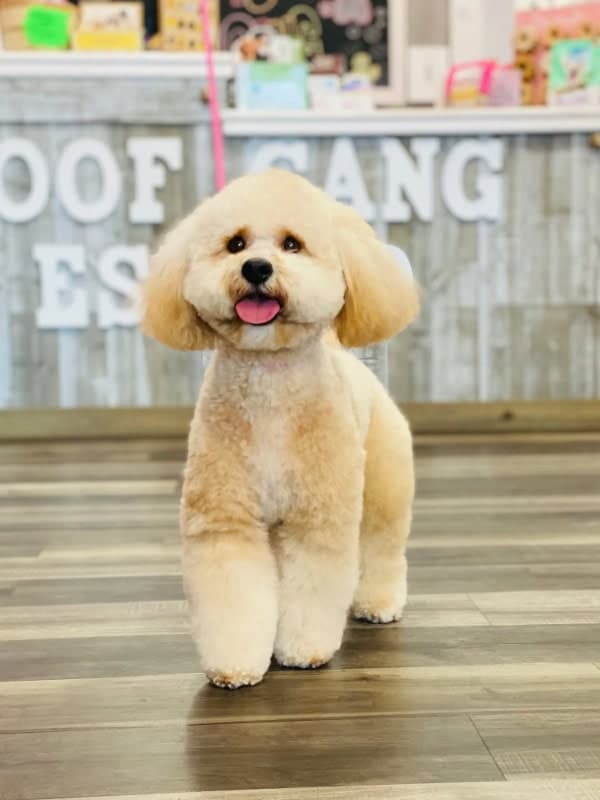 Groomed dog at business location
