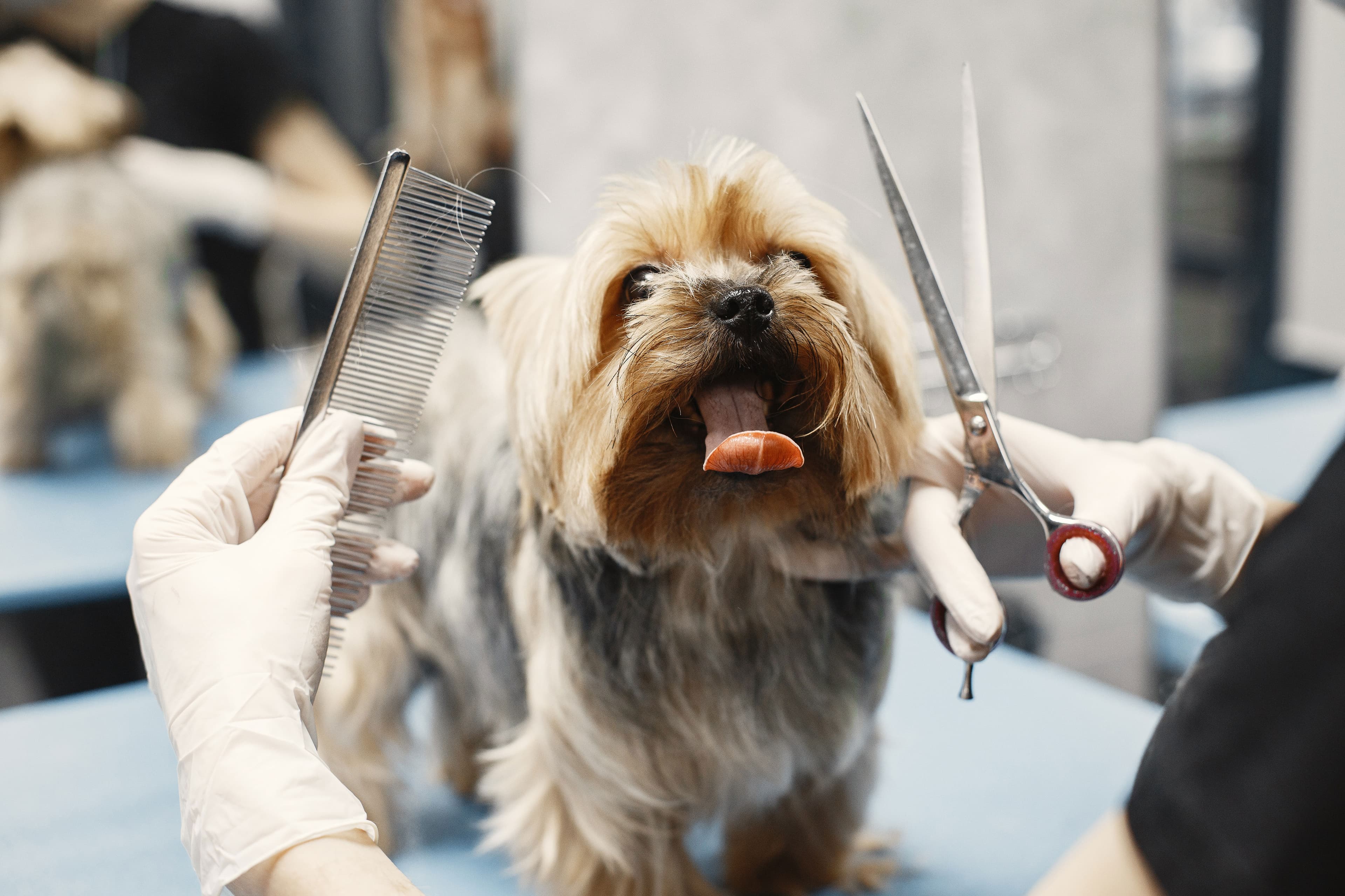 Groomer trimming dog's facial hair with scissors