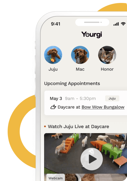 Dogs playing at daycare facility