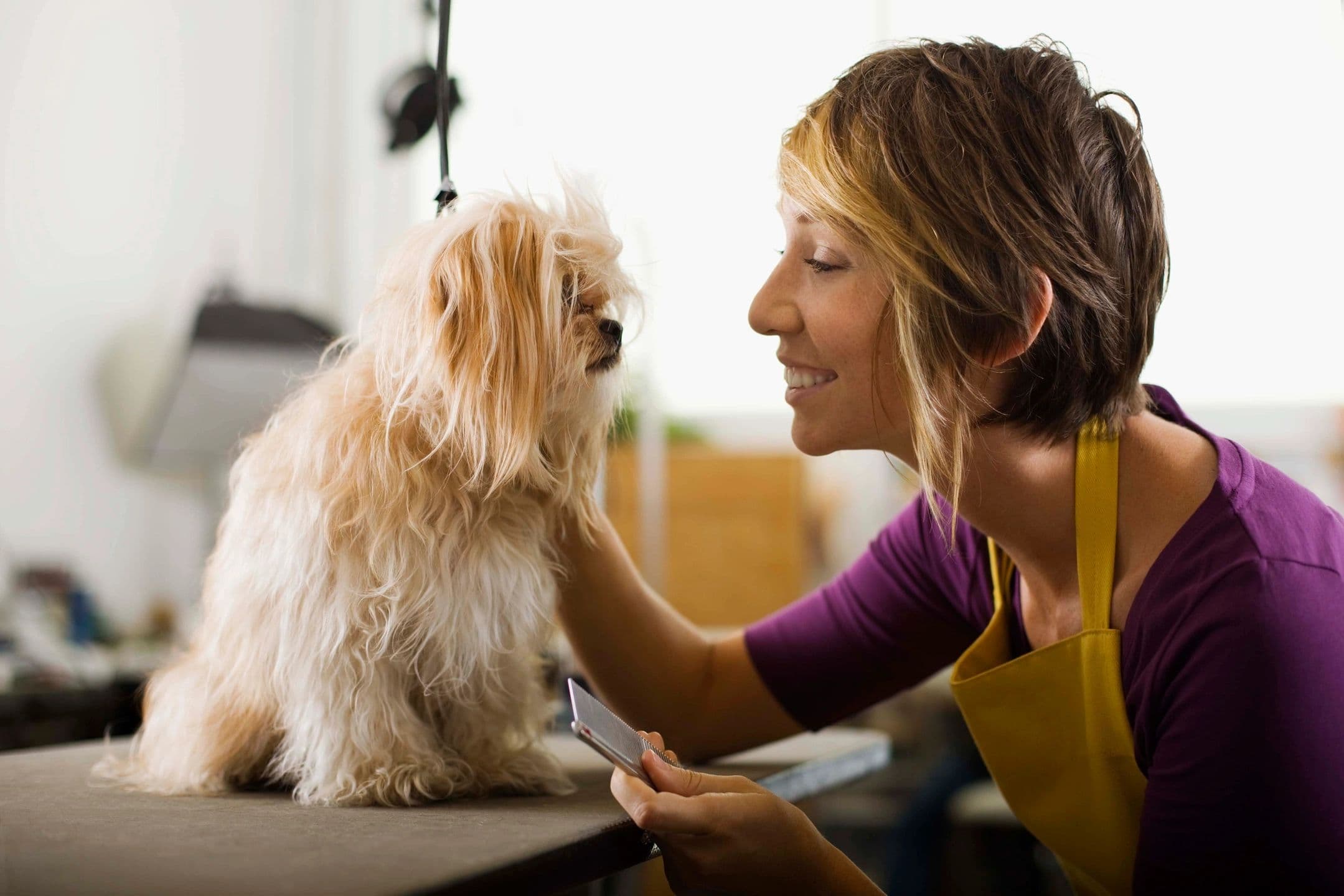 Groomer working with small white dog