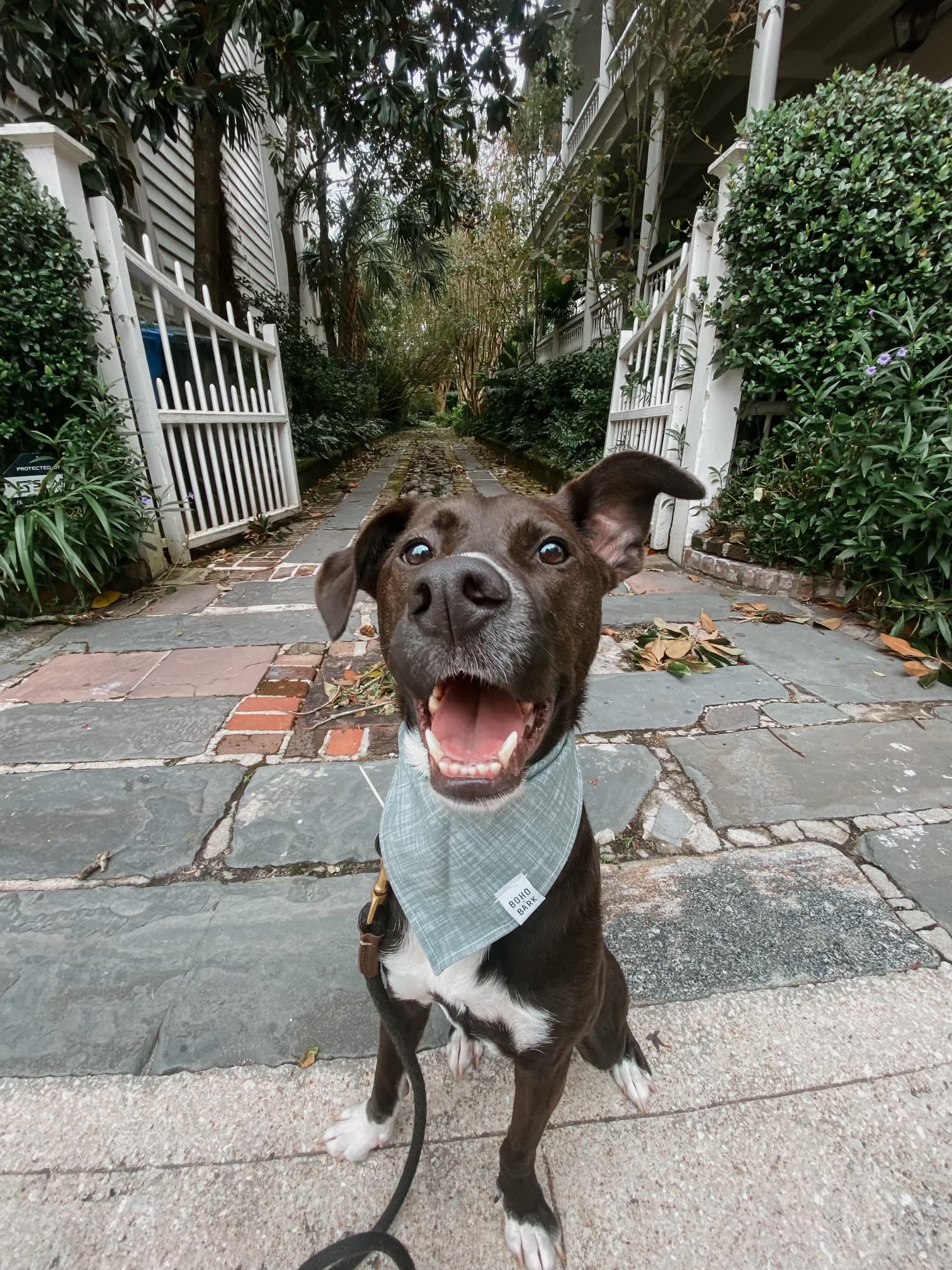 Dog on leash in residential alley