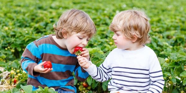 Two children eating strawberries in a berry field