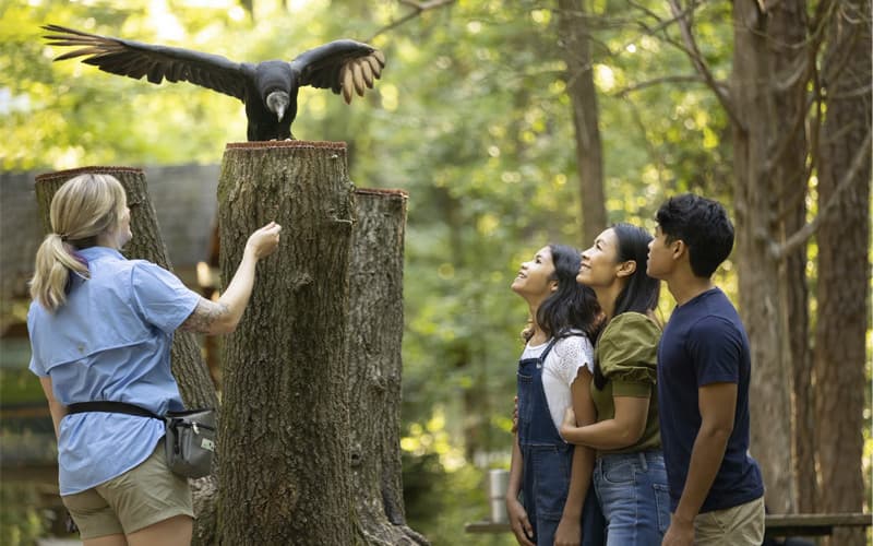 Family observing trainer with vulture on tree stumps outdoors