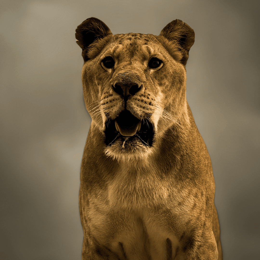 Close-up photograph of a lioness