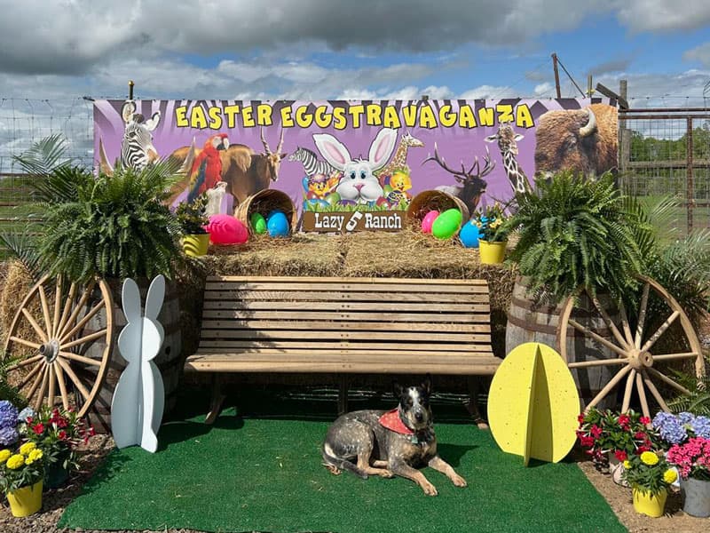Easter Eggstravaganza display with decorations and dog