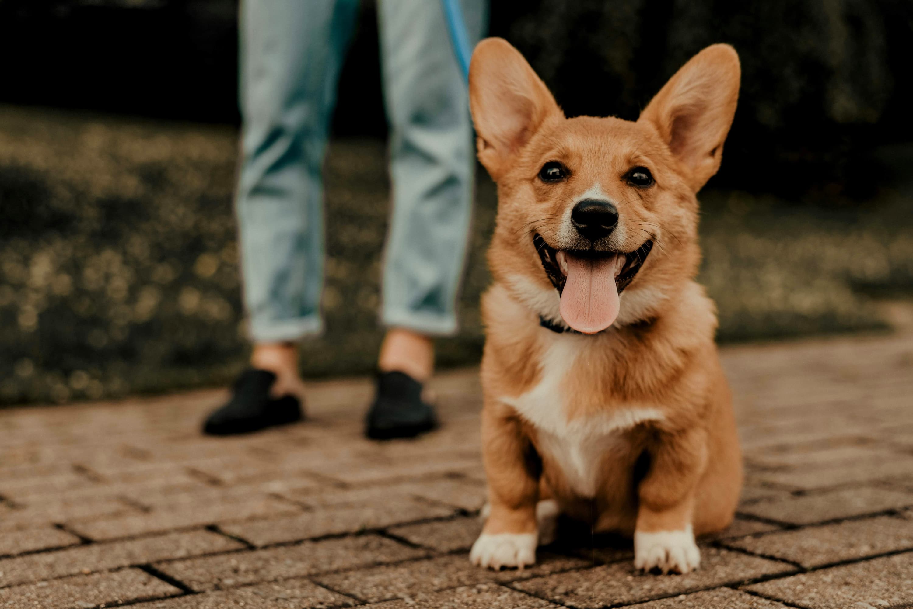 Corgi dog with handler during training session