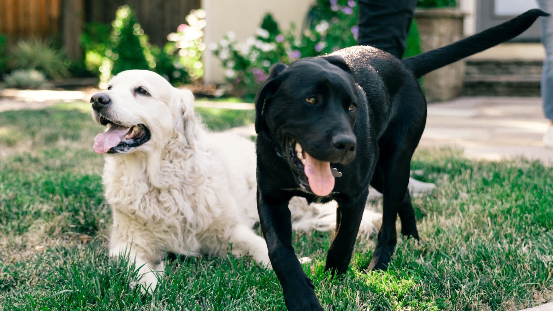 White and black Labradors in backyard