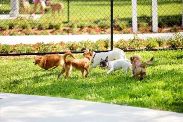 Dogs playing in fenced outdoor training area