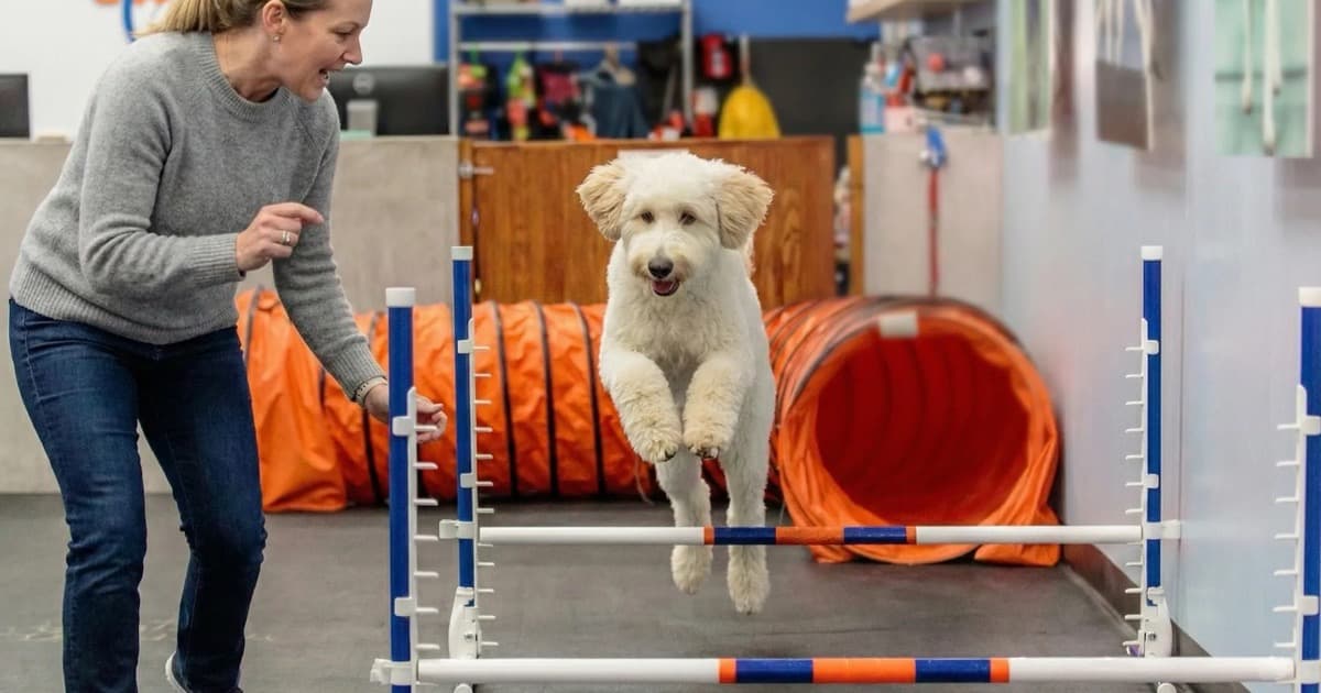 Dog jumping over agility obstacle with trainer
