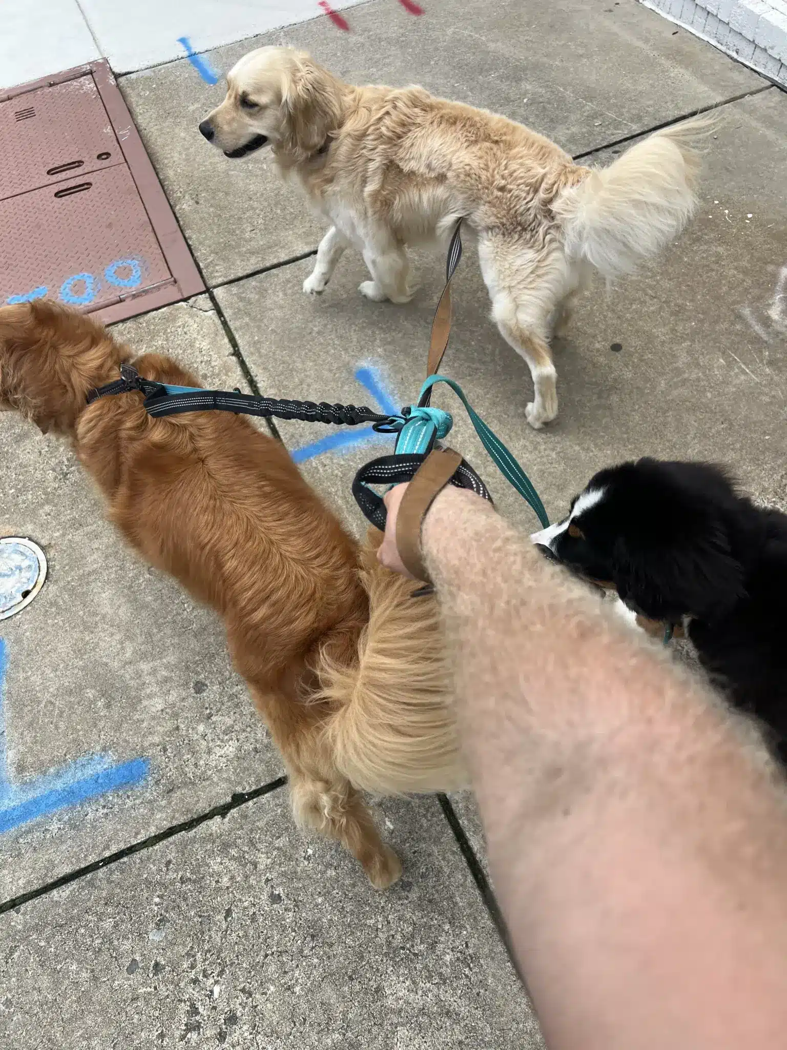 Dogs on leash walk with handler