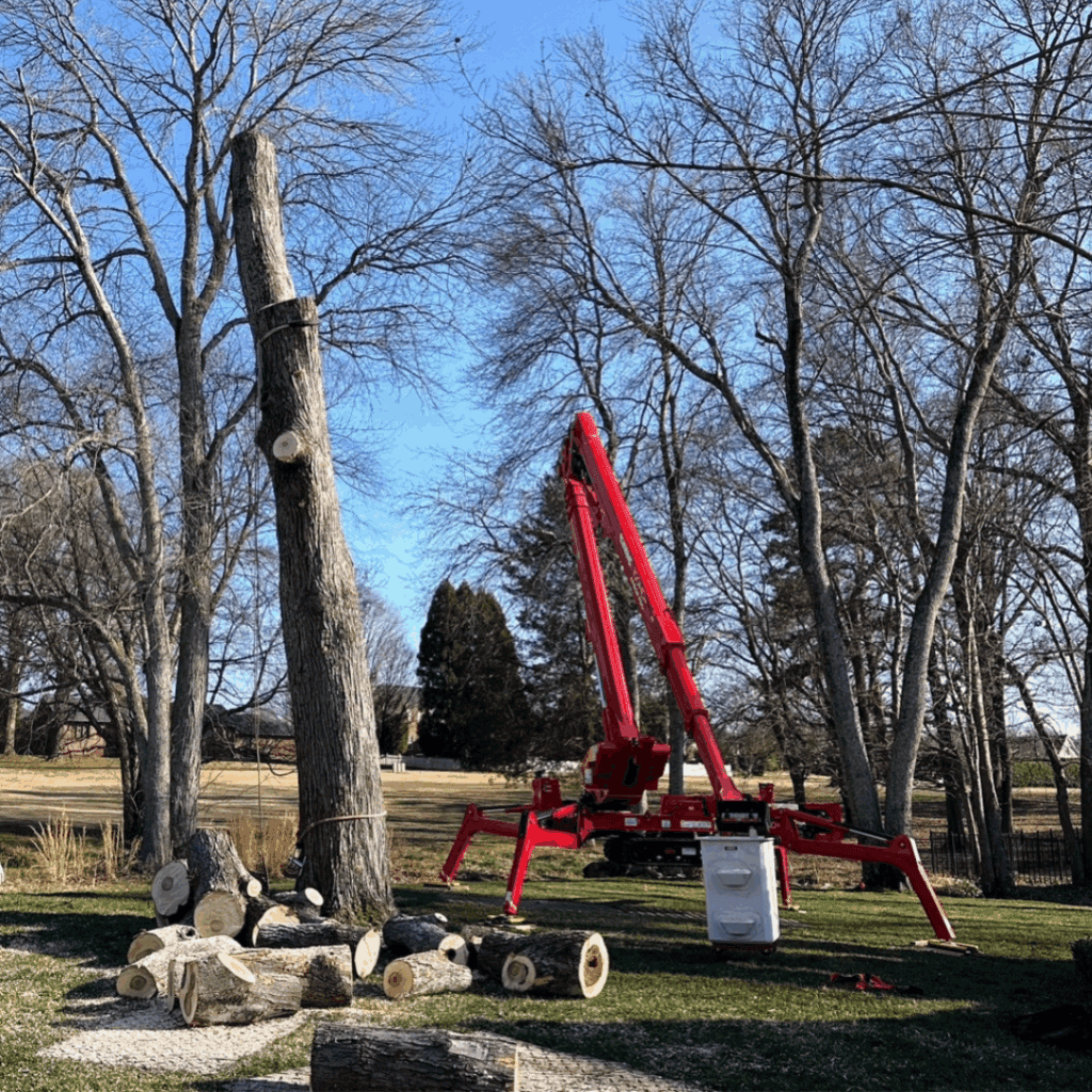 Tree service equipment in action on tall tree