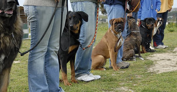 Dog training class with multiple dogs and handlers