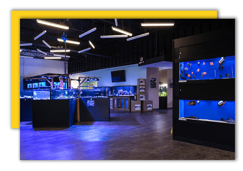 Interior aquarium displays with blue lighting